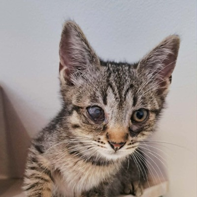 Little Peter